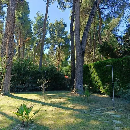Melistia In Sani